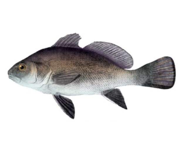 Большая и маленькая: любимая рыба черного моря