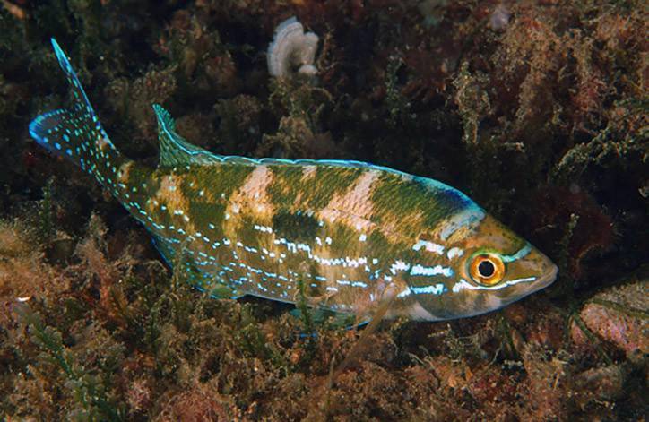 Рыба «Смарида средиземноморская» фото и описание