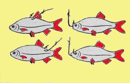 Как насаживать живца на крючок: 5 лучших способов - рыбачок!сайт рыбачок