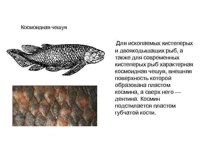 Что это за черные точки на рыбе? откуда они берутся и какой вред человеку могут нанести?!