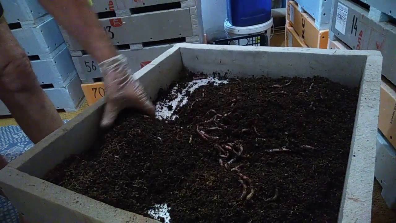 Выращивание червей для рыбалки в домашних условиях | блог анатолия кузнецова