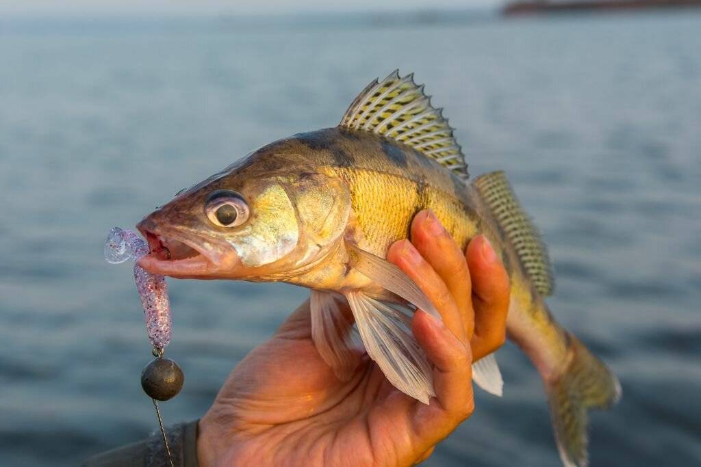 Странная рыбалка на окуневой точке