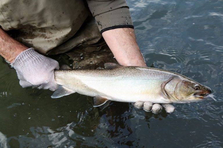 Польза и вред рыбы голец — настоящей звезды семейства лососевые