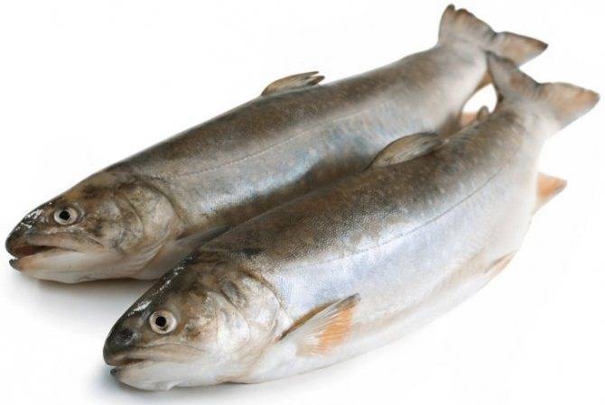 Рыба голец: польза и вред, фото и отзывы
