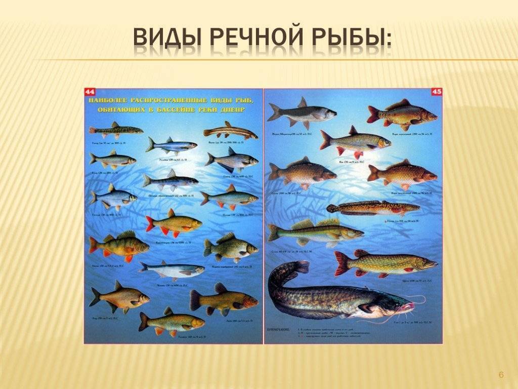 Какая пресноводная рыба водится в водоемах россии