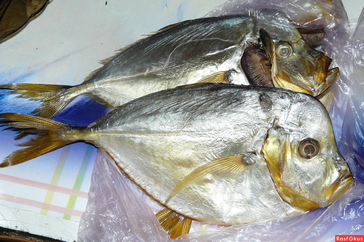 Самые ядовитые рыбы в мире – список, названия, где обитают, фото и видео