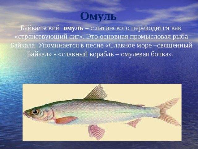 Омуль: что за рыба, ее разновидности. где водится омуль?