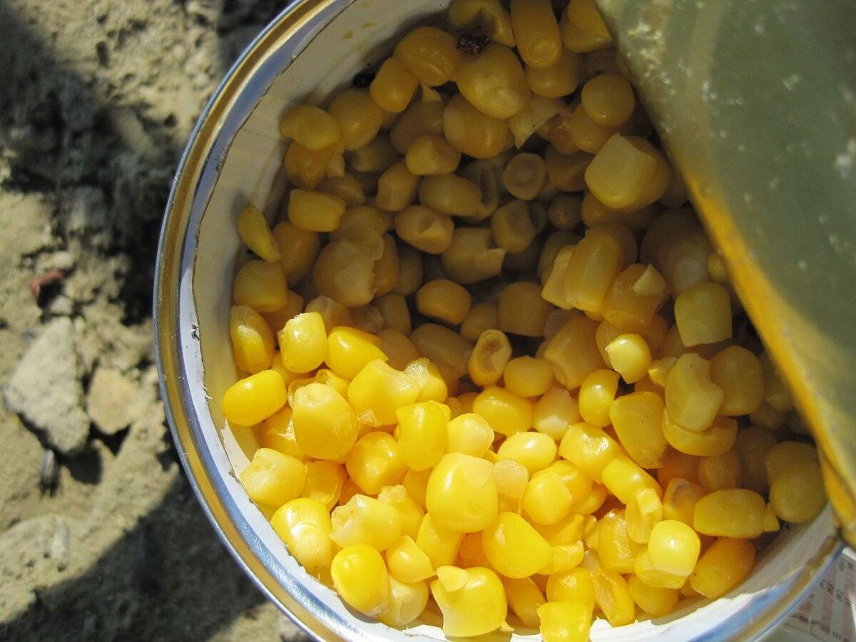 Ферментированная кукуруза для рыбалки