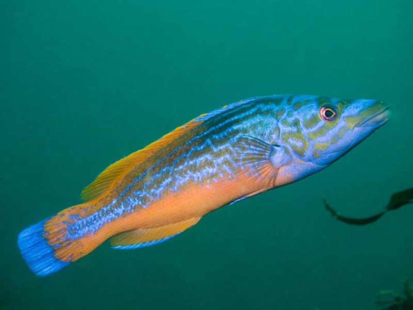 Что за рыба морской петух – описание, рецепты, вред и польза