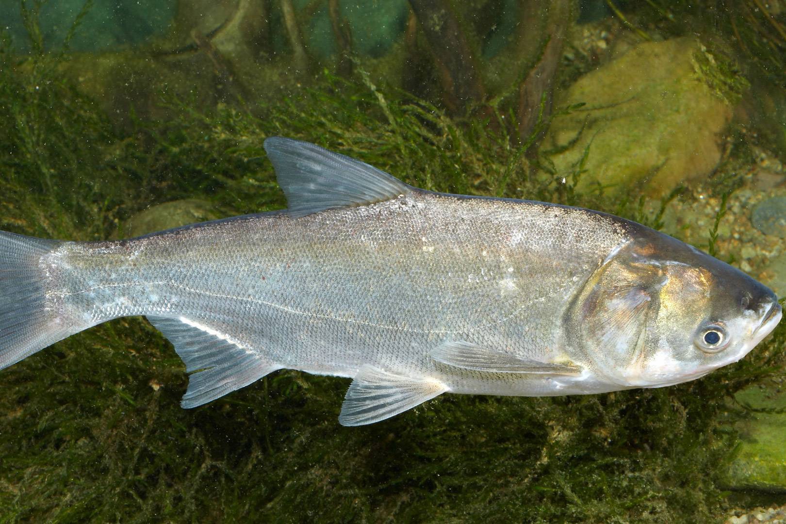 Что за рыба толстолобик: описание вида, полезные свойства и вред