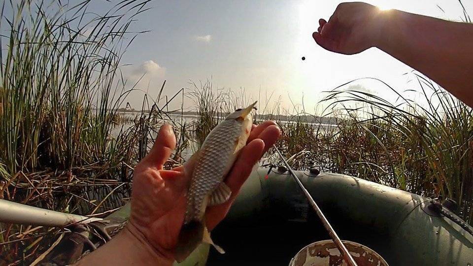 Рыбалка на озере сенеж: особенности, какая рыба водится, ловля в рыбном хозяйстве