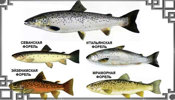 Форель: речные и морские виды, распространение в мире и в россии, основные характеристики