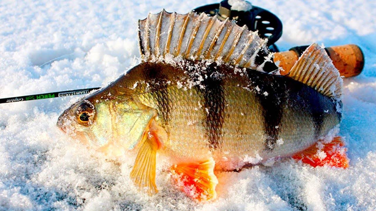 Ловля окуня по первому льду: снасти для рыбалки, меры предосторожности на реке