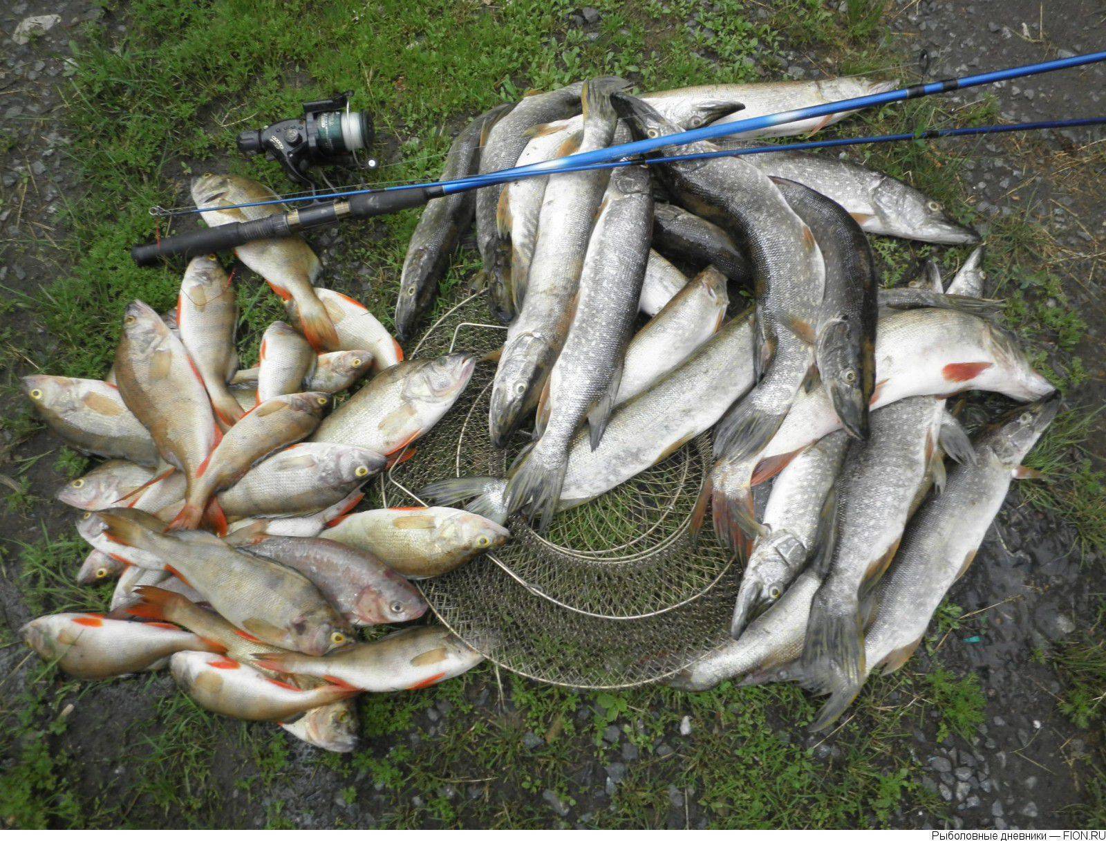 Рыбалка в омске на иртыше на поплавочную удочку и спиннинг - видео ловли