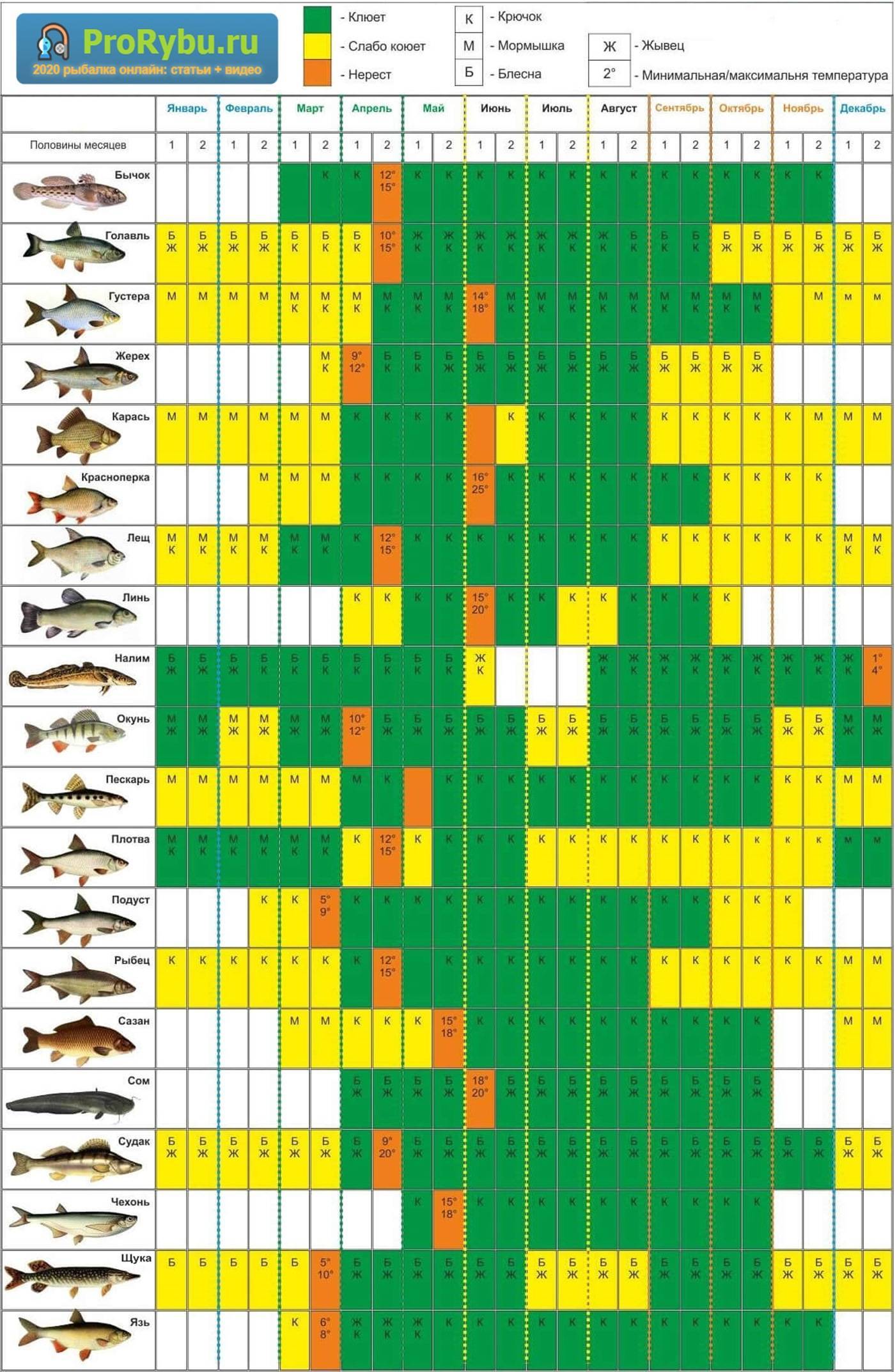 Зимняя рыбалка на окуня: какие снасти применять и на что ловить
зимняя рыбалка на окуня: какие снасти применять и на что ловить