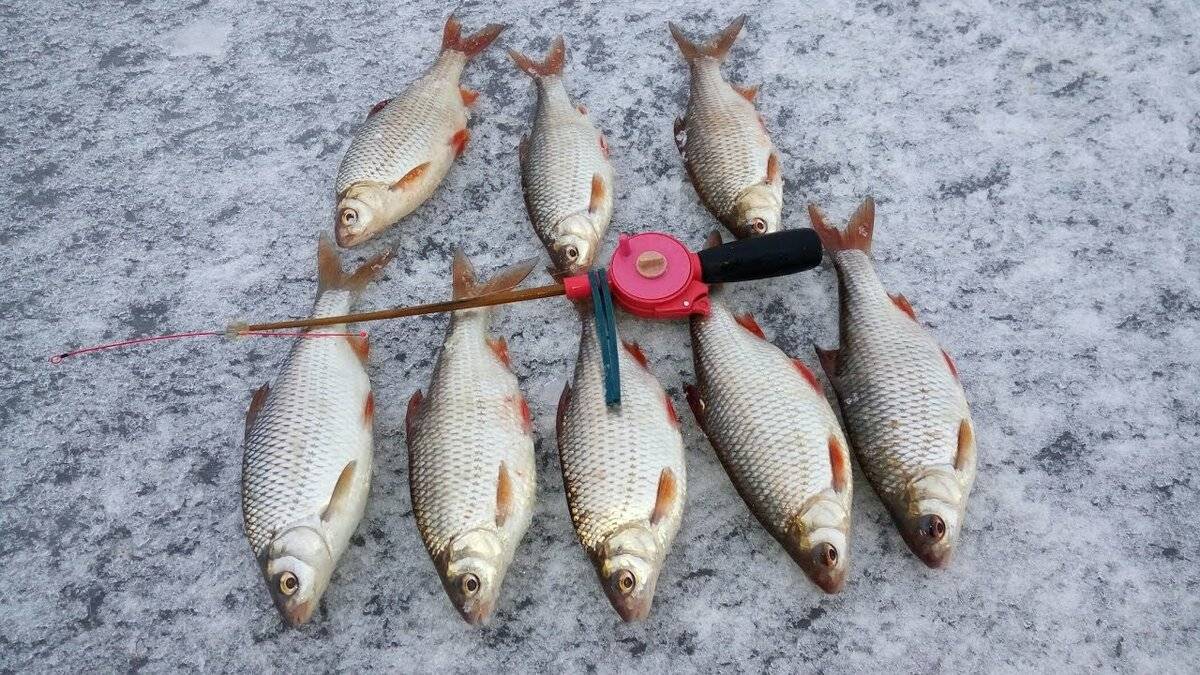 Рыбалка на плотву зимой, ловля плотвы на безмотыльные мормышки