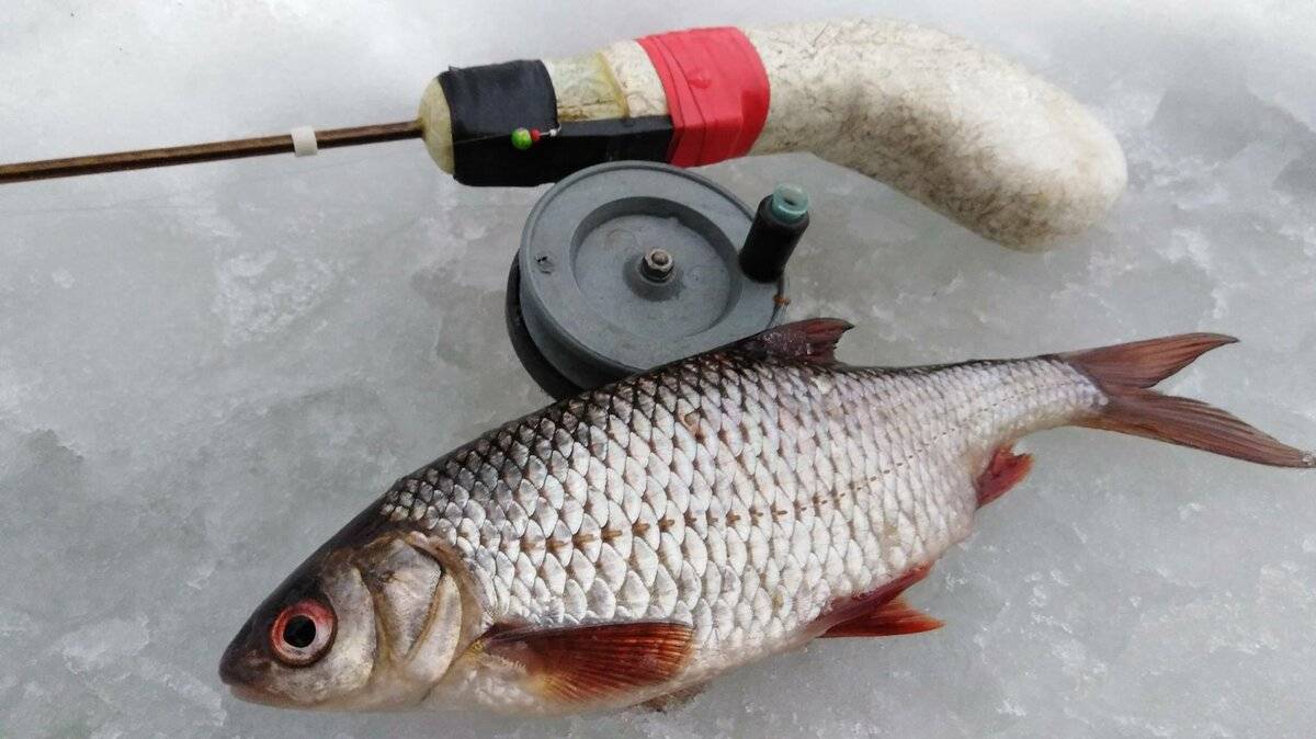 5 рекомендаций о том, как увеличить улов рыбы зимой
