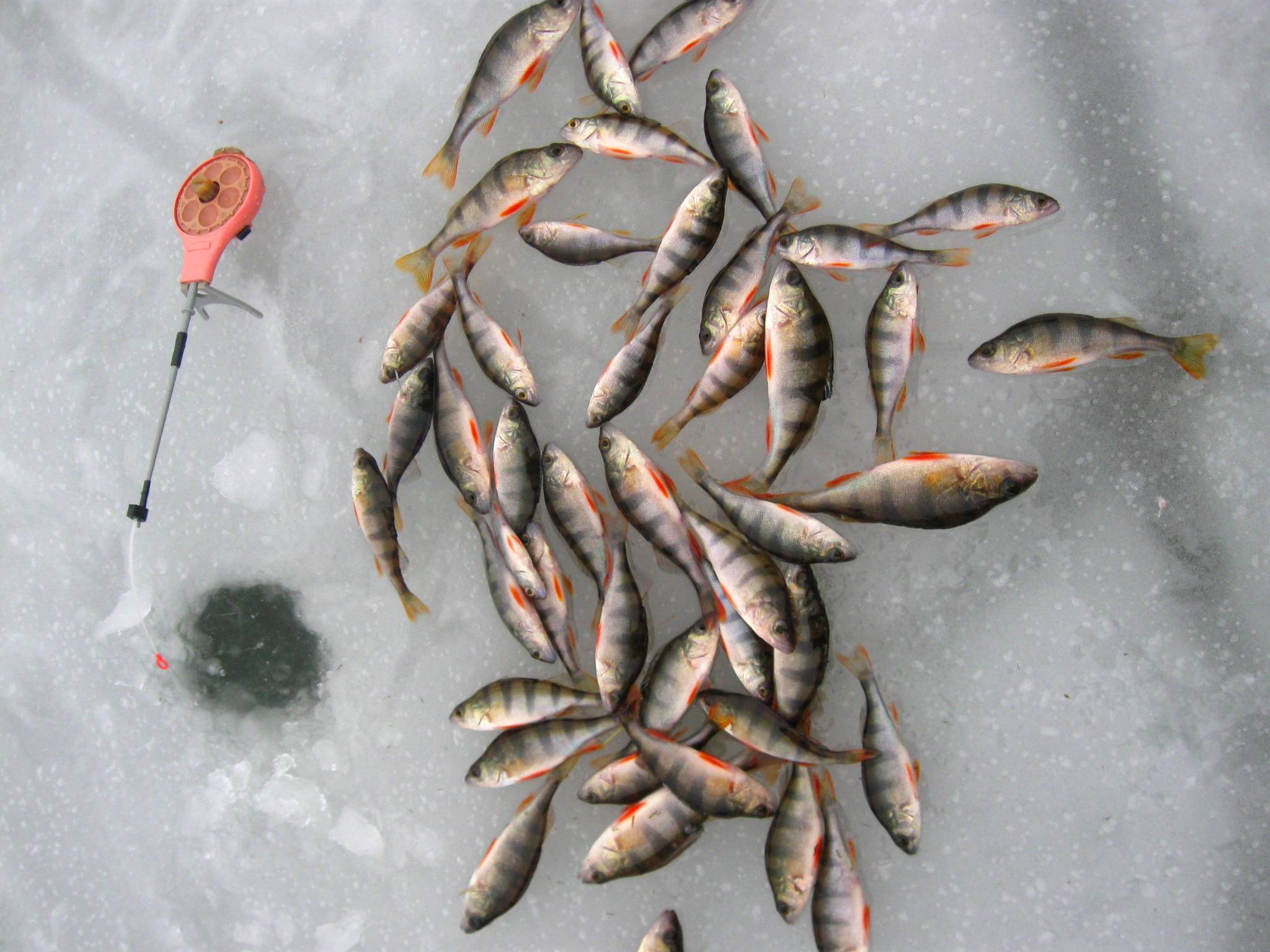 Ловля окуня на блесну зимой: видео, 10 лучших донных блесен, техника зимней рыбалки
