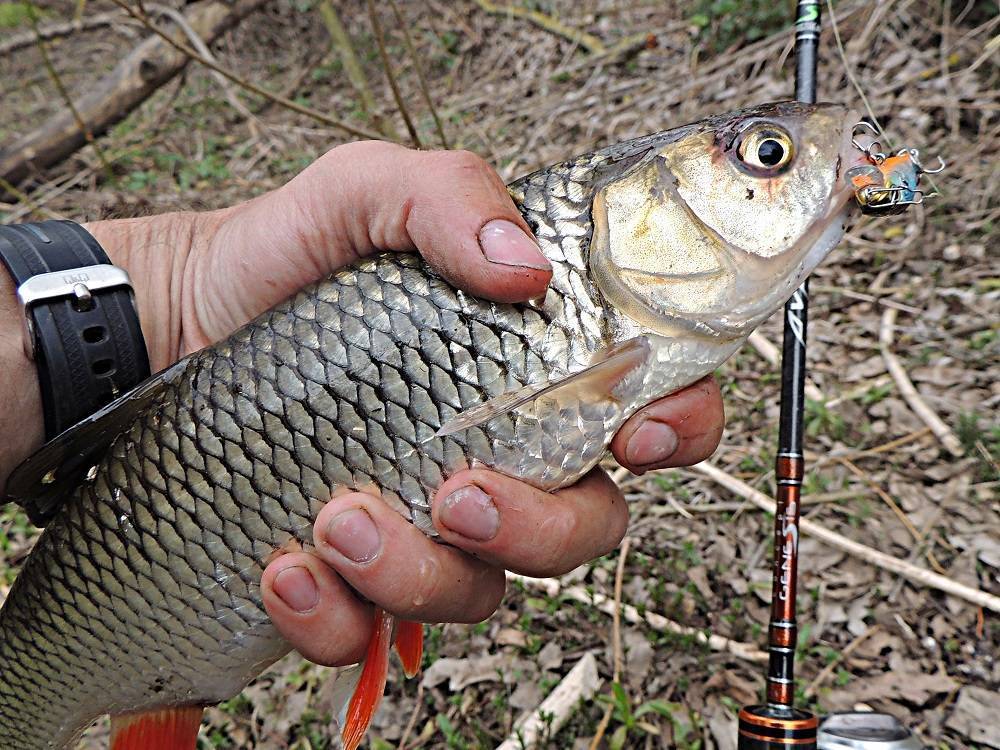 Ловля голавля на спиннинг в различных водоемах