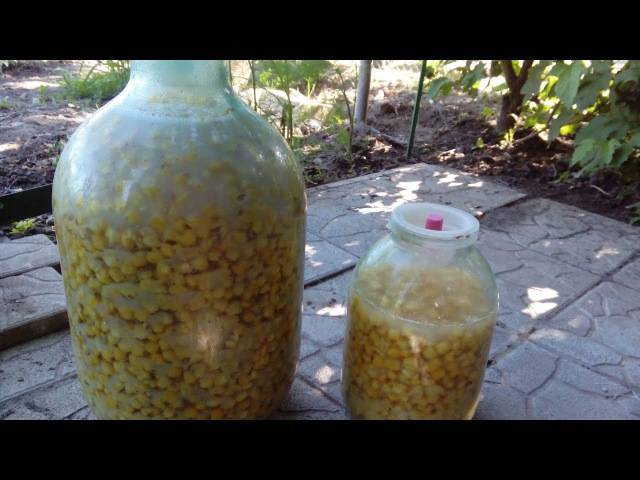 Кукуруза для рыбалки: метод ферментации и ароматизации смесей, рецепты приготовления в домашних условиях