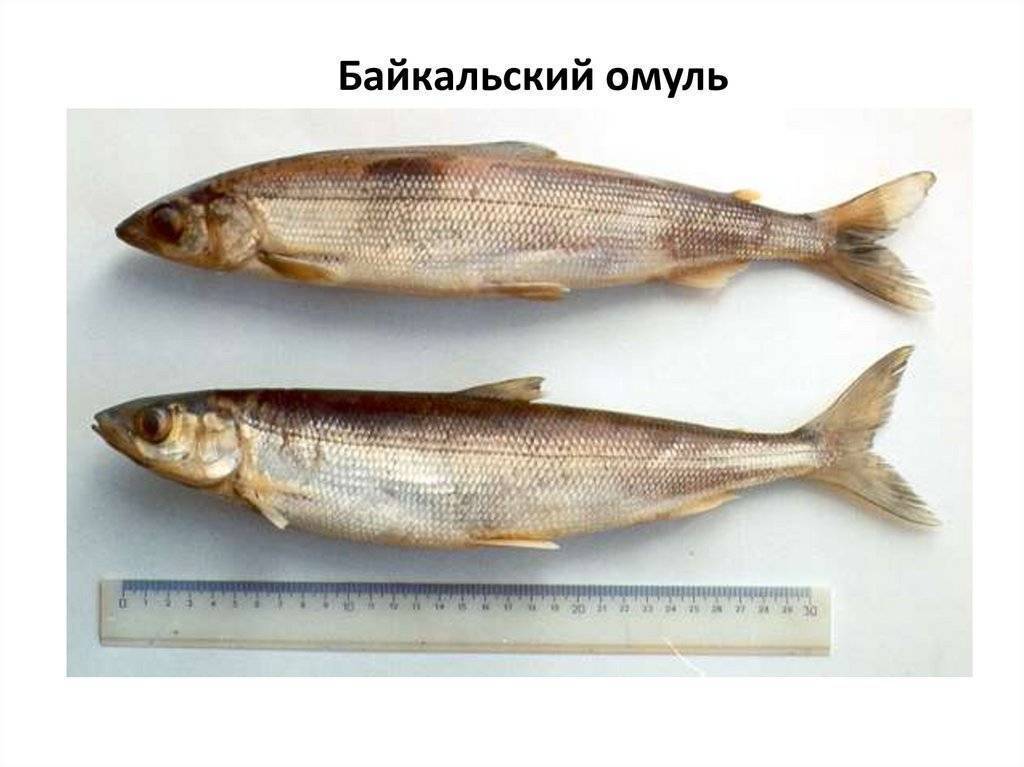 Байкальский омуль – описание рыбы, фото и видео
