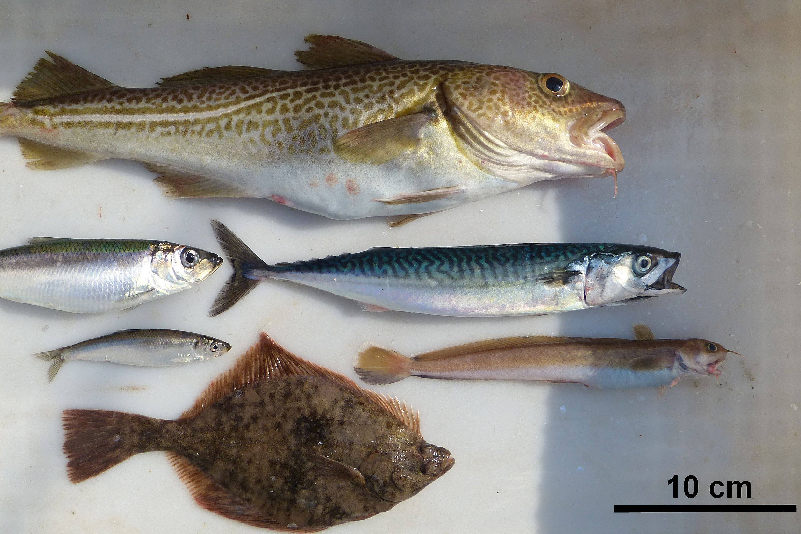 Рыба семейства тресковых — виды, описание