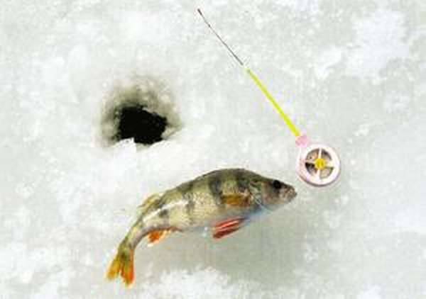 Рыбалка. ловля на спиннинг, фидер, нахлыст, руками и зимой