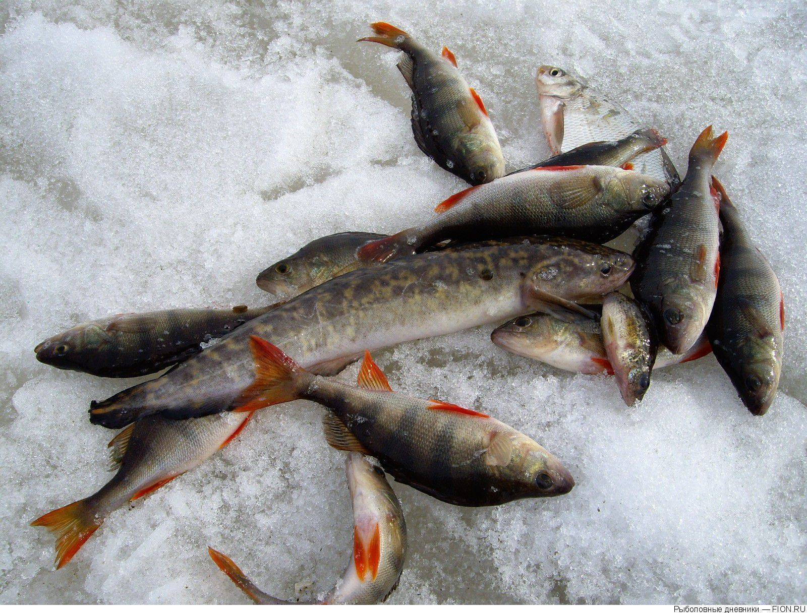 Рыбалка в свердловской области: где рыбачить и что можно поймать?