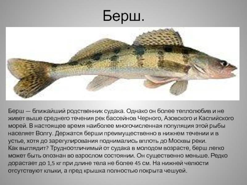 ✅ рыба берш костлявая или нет. берш: отличие от судака, как готовить рыбу - sundaria.su