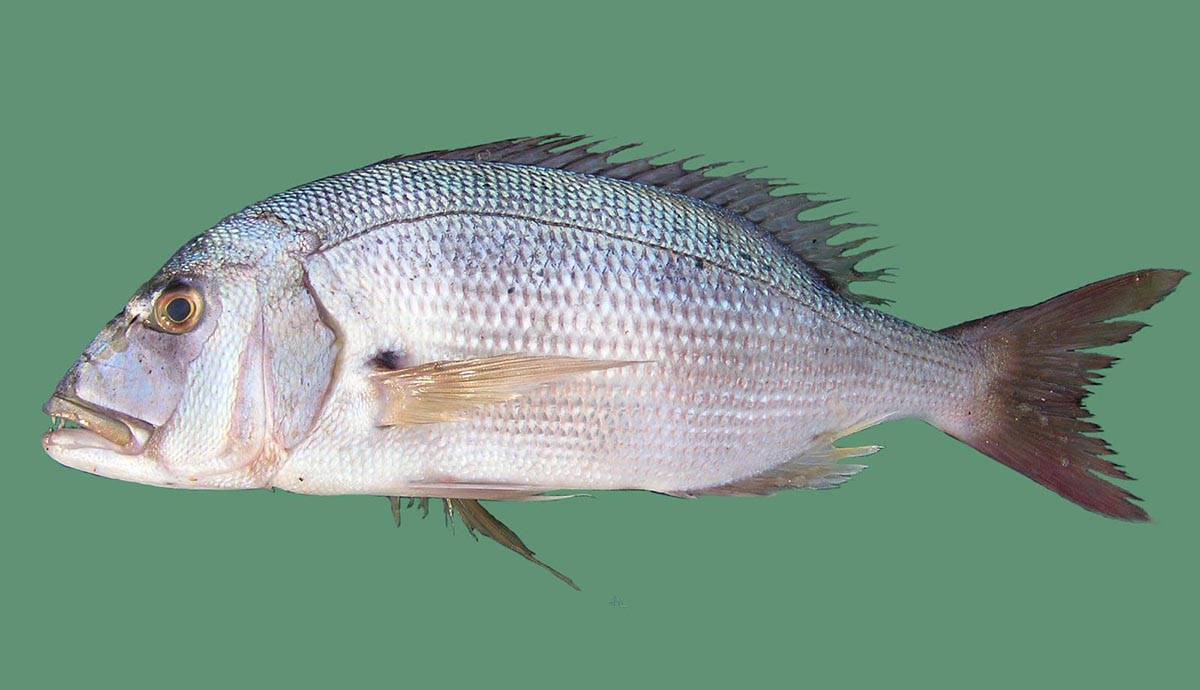 Рыба зубатка: описание, где водится, чем питается, виды