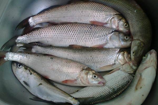 Рыба язь: описание, среда обитание, ловля, правила разведения