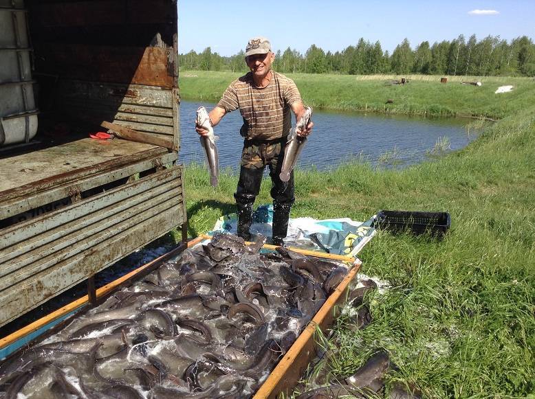 Рыбалка в костромской области - читайте на сatcher.fish