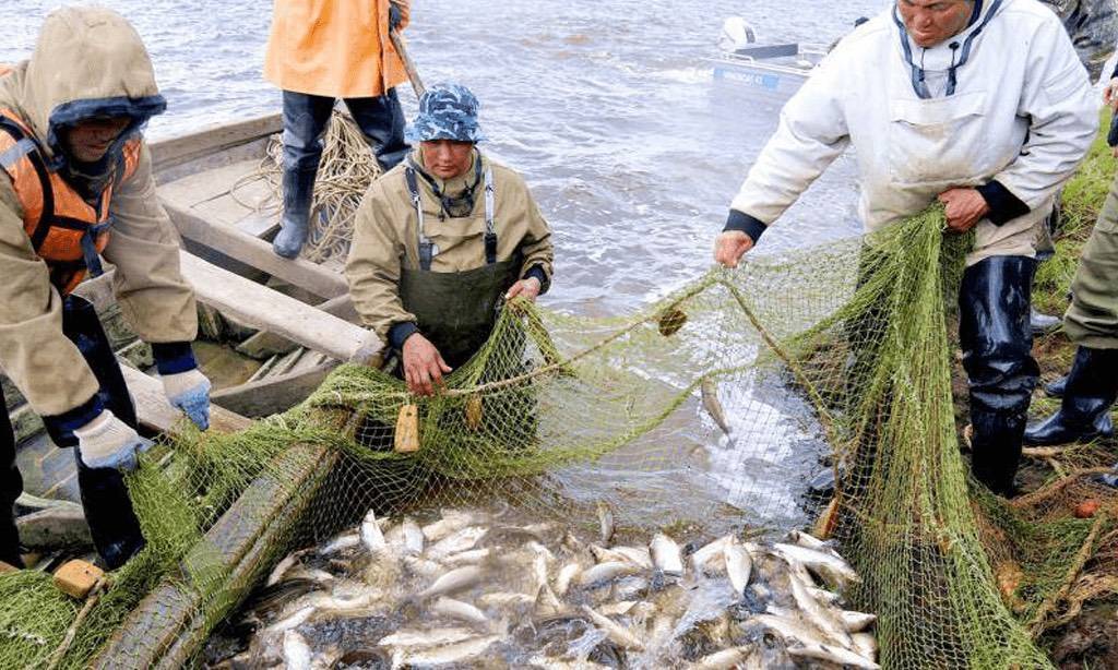 Зимняя рыбалка. на ямале добыто уже около 400 тонн рыбы