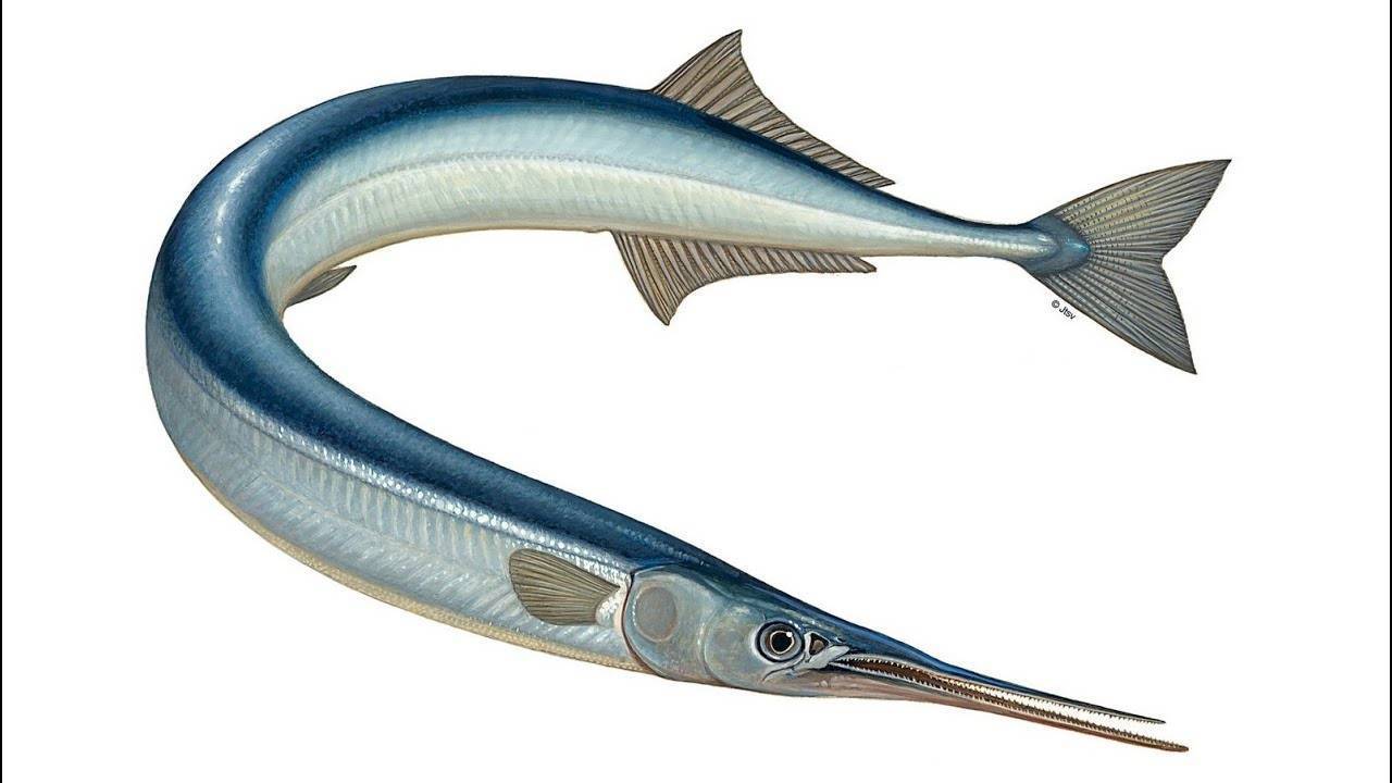Рыба с синими костями. полное описания морской рыбы сарган фото видео