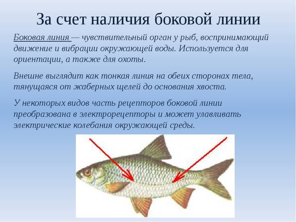 Анатомия рыб