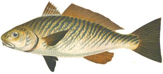 Горбыль-рыба: описание, особенности ловли и среда обитания