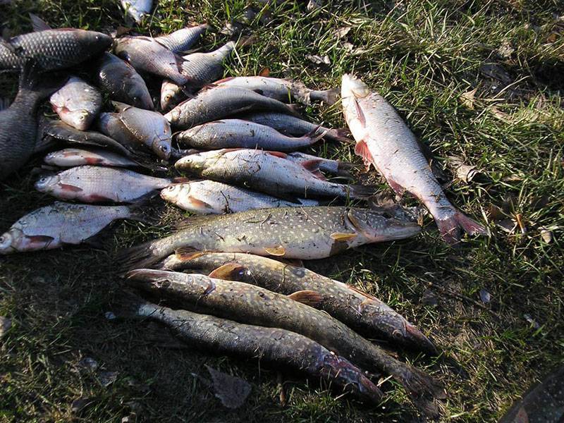 Рыбалка на озере — снасти, техника, выбор места, особенности