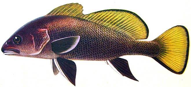 Рыба горбыль (мусар) - описание, как, где и на что ловить в израиле (white seabass) | все о рыбалке в израиле