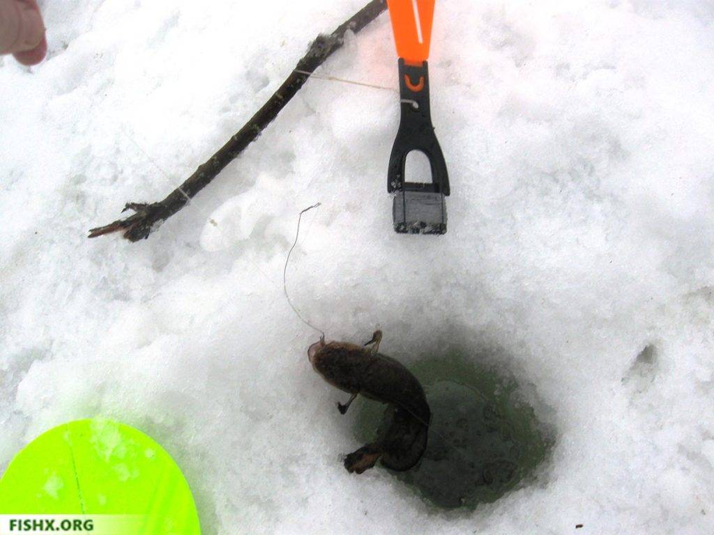 Ловля щуки зимой на жерлицы - тактика и места рыбалки