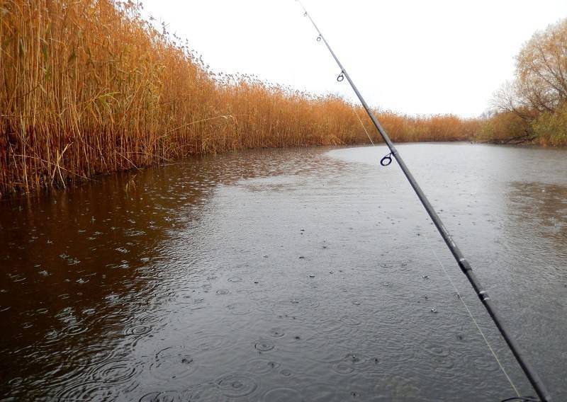 Погода для рыбалки: клюет ли рыба в дождь и при ветре
