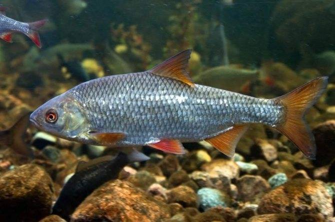 Опасная рыба из вьетнама, которую нельзя употреблять в пищу