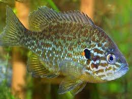 Радужный или солнечный окунь: рыбалка и фото, можно ли есть, рекомендации по содержанию в аквариуме