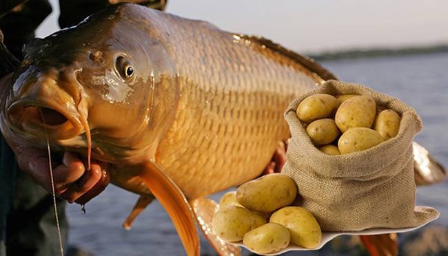 Как быстро и правильно варить гороховую кашу для рыбалки?