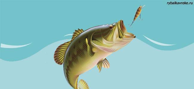 Обоняние у рыб: связь со вкусом и общей химической чувствительностью