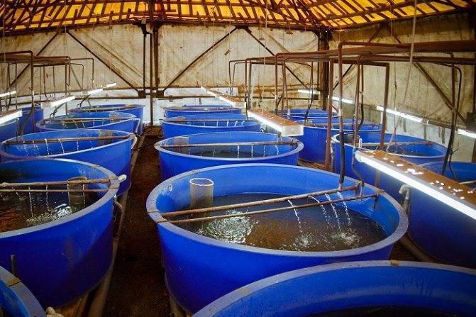 Разведение осетра в домашних условиях для начинающих | фазенда рф