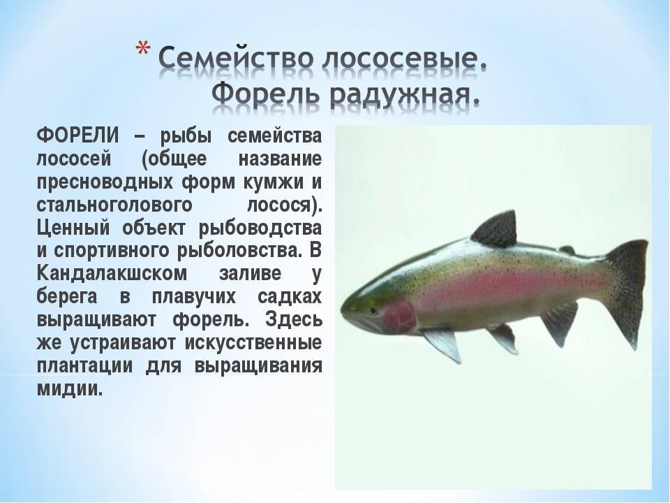 Семейство лососёвых: внешние особенности представителей вида, список видов и их отличия, нерест рыбы