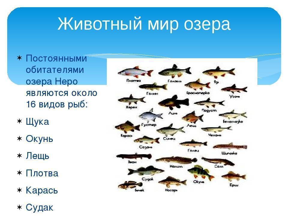 Рыбалка в ярославской области | (76) карта рыболовных мест
