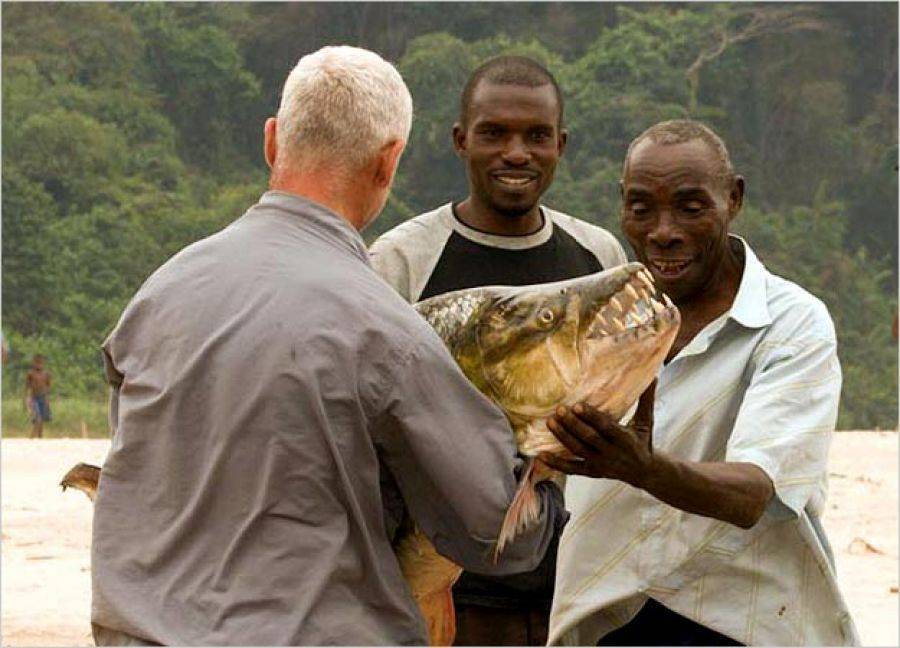 Большая тигровая рыба голиаф: свирепый хищник реки конго | живой мир - природа