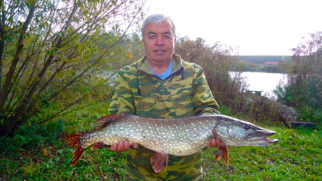 Платная рыбалка в белгородской области: рыболовные бызы, водоемы и туры белгородской области