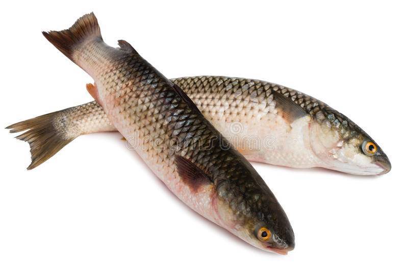 Рыба пеленгас — фото и описание, оснастки для ловли, прикормки своими руками, на что клюет